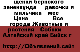 щенки бернского зененхунда. 2 девочки и 2 мальчика(2 мес.) › Цена ­ 22 000 - Все города Животные и растения » Собаки   . Алтайский край,Бийск г.